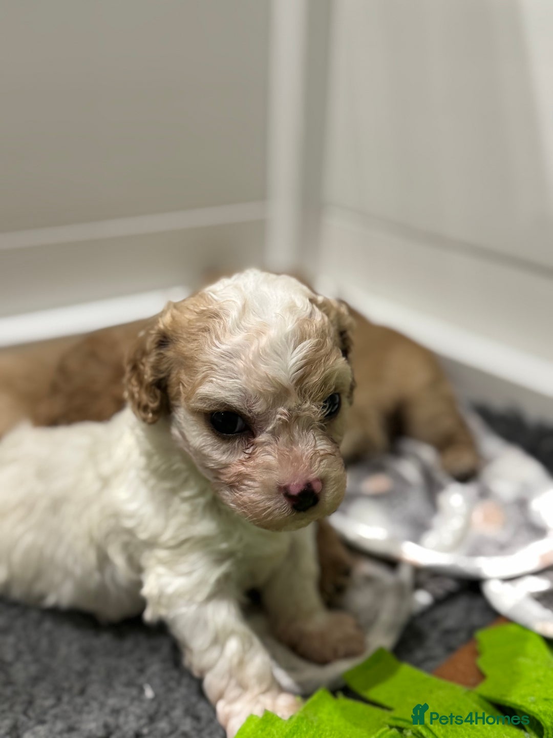 Cavapoochon dogs for sale: Cavapoochon puppies - Advert 8