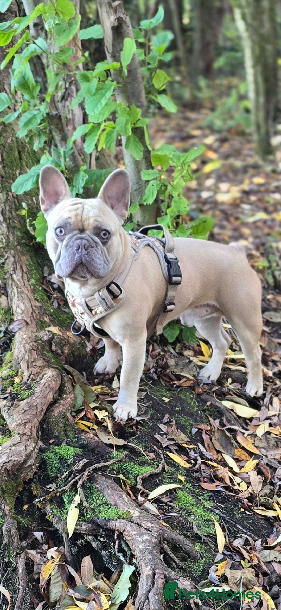 French Bulldog dogs for stud: ✨ FREDDY – ELITE LILAC STUD ✨ - Image 7
