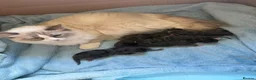 Mixed Breed cats for sale: Ragcoon Kitten - Advert 15