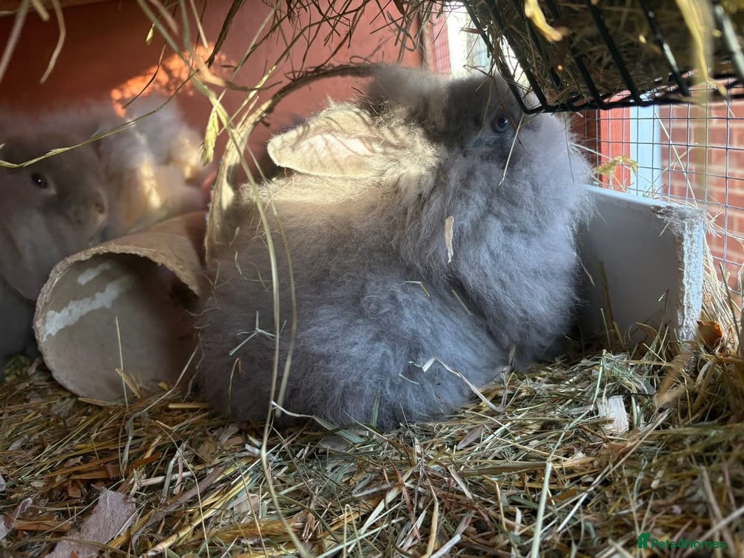 Lionhead rabbits for sale: Lion head babies  - Advert 2