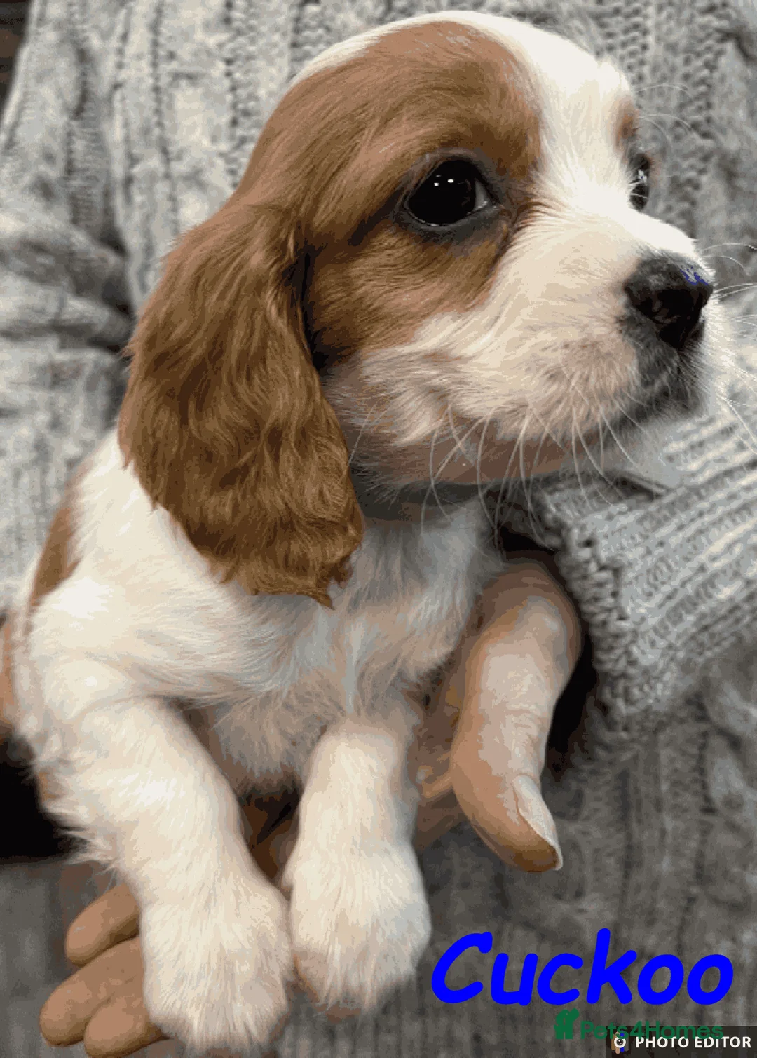 Cockalier dogs for sale: Adorable Cockalier Puppies - Advert 9