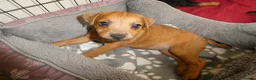 Lakeland Terrier dogs for sale: 2 Perfect Example Lakeland Bitches - Advert 12