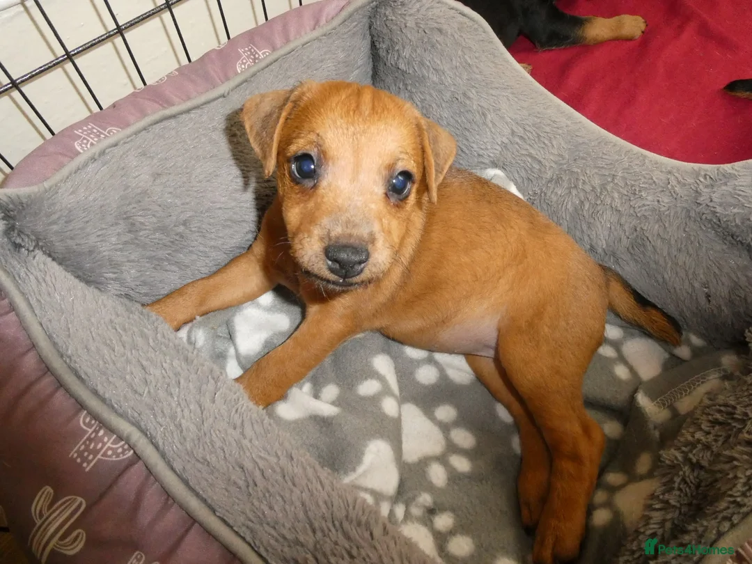 Lakeland Terrier dogs for sale: 2 Perfect Example Lakeland Bitches - Advert 12