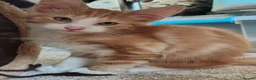 Norwegian Forest Cat cats for sale: Beautiful Norwegian Forest Kittens  - Advert 12