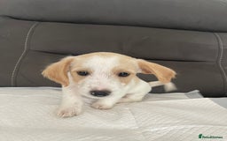 Mixed Breed dogs for sale: 3 male Jackapoo Pups - Image 4