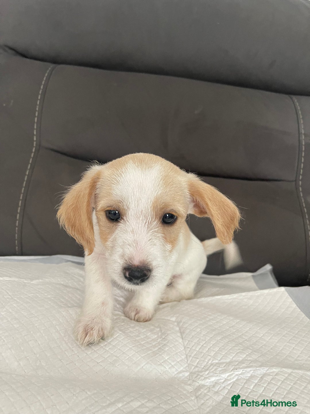 Mixed Breed dogs for sale: 3 male Jackapoo Pups - Image 4