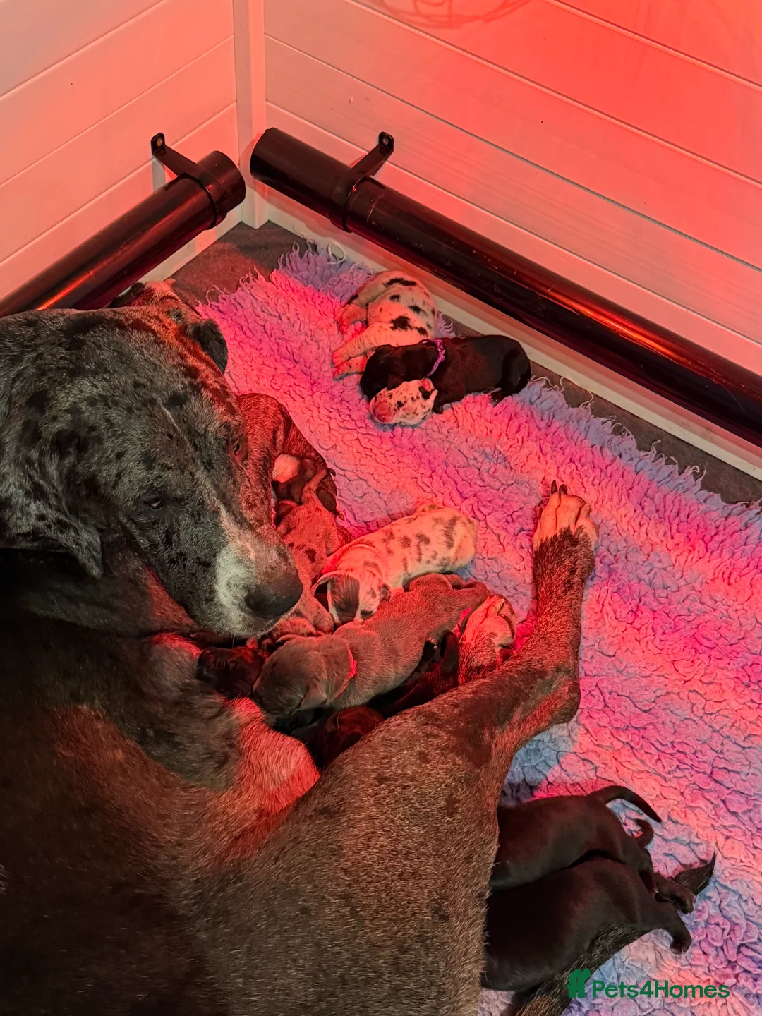 Great Dane dogs for sale: Health Tested KC reg Great Dane puppies - Advert 20