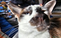 Oriental cats for sale: Beautiful Pedigree Oriental Shorthair  - Image 6