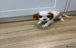 Cavalier King Charles Spaniel dogs for sale: Beautiful King Charles Cavalier puppies for sale  - Image 6