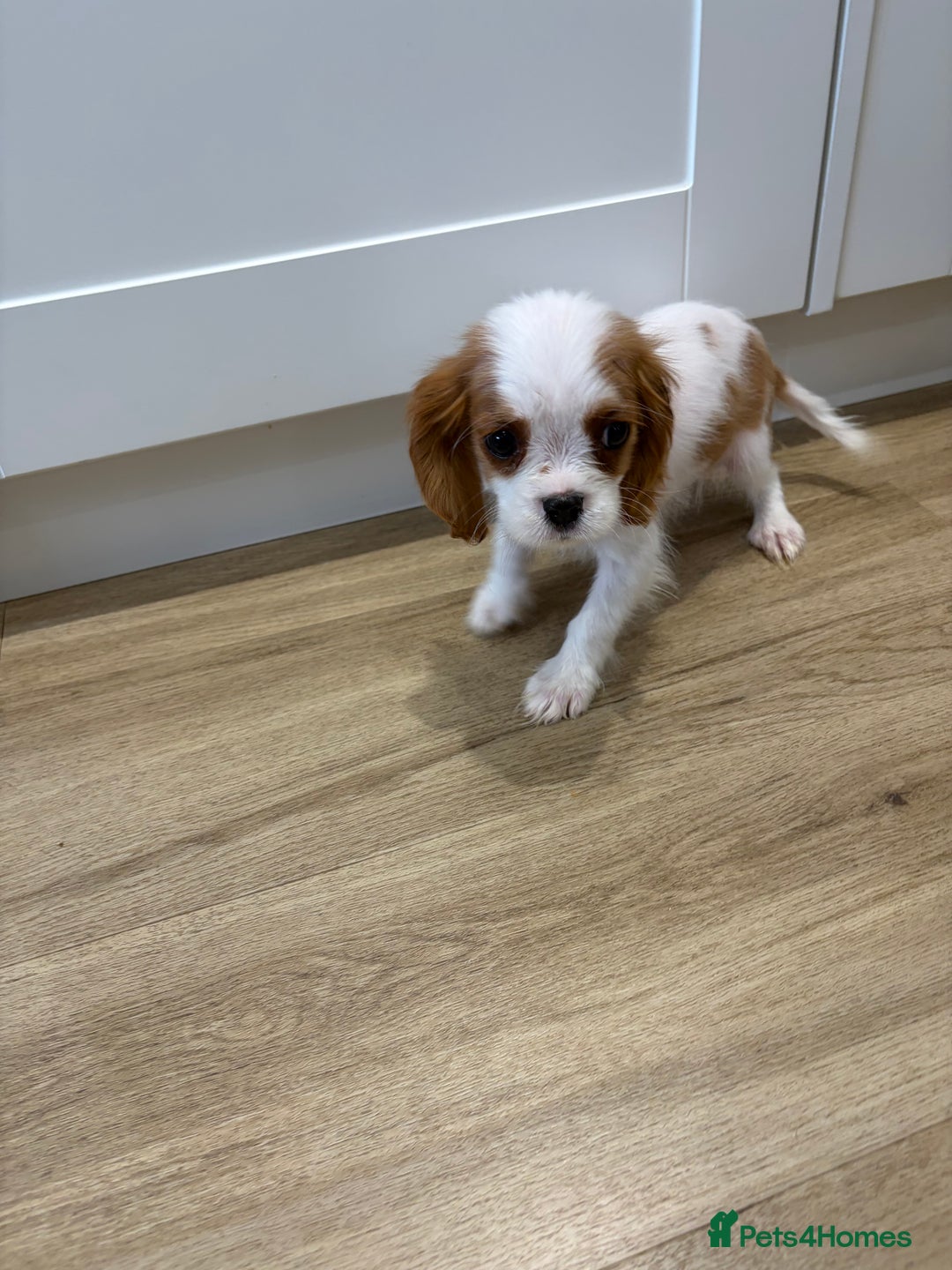 Cavalier King Charles Spaniel dogs for sale: Beautiful King Charles Cavalier puppies for sale  - Image 6