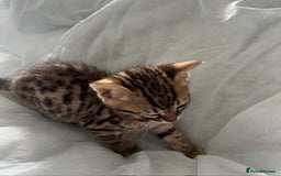 Bengal cats for sale: Gorgeous Bengal Babies - Image 26