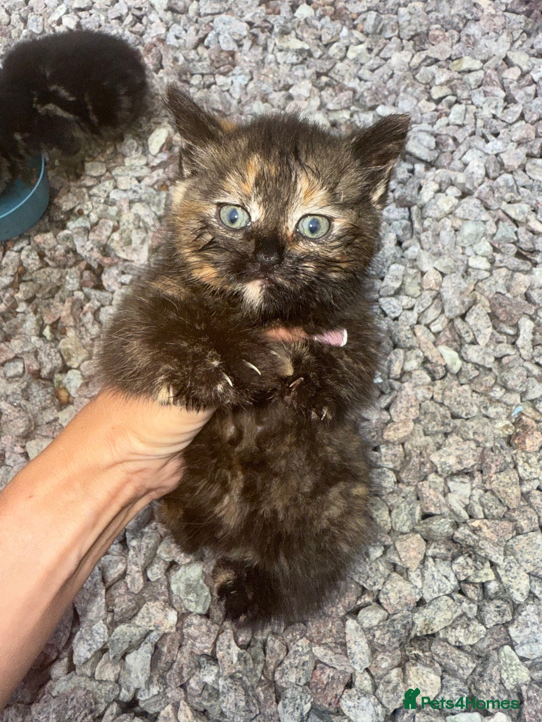 Mixed Breed cats for sale: 1 male 2 females  - Image 4