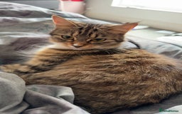 Bengal cats for sale: 2 year old for adoption  - Image 6