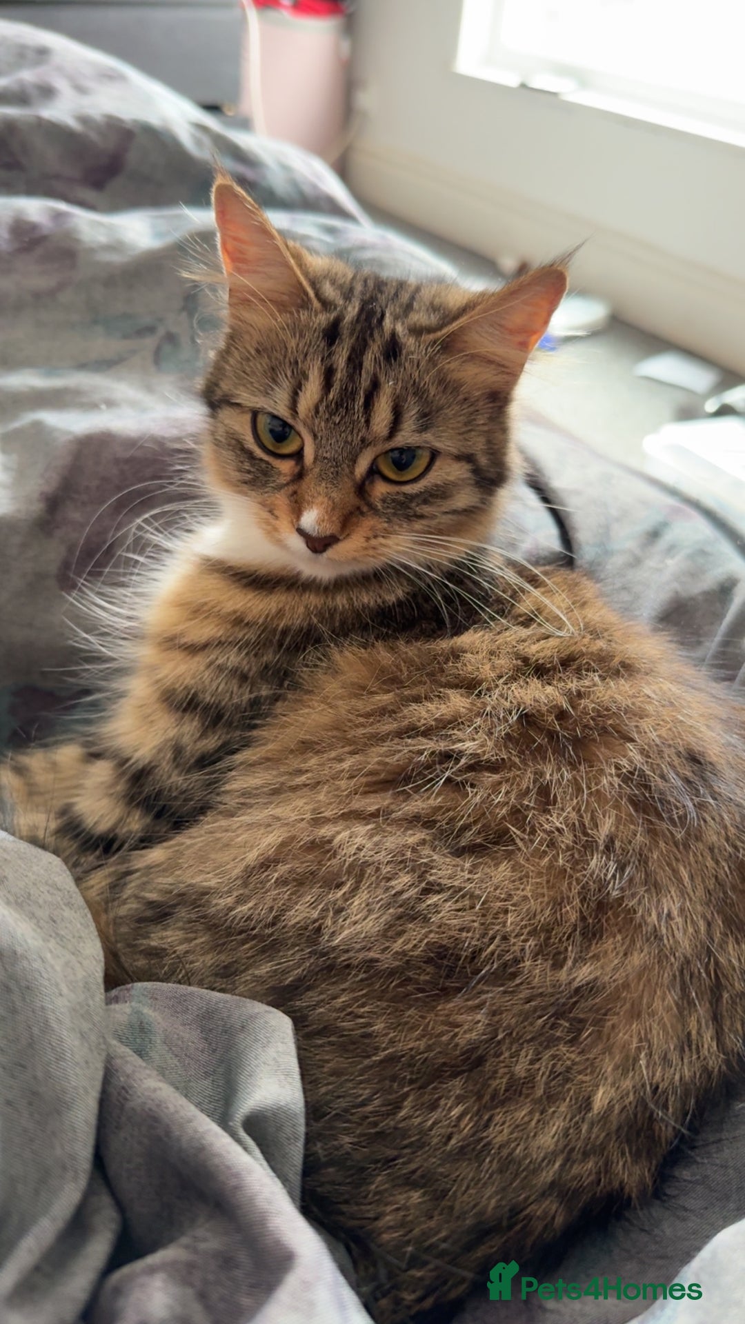 Bengal cats for sale: 2 year old for adoption  - Image 6