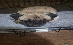 Pug dogs for sale: Sophie the pug needs a retirement home!  - Image 8