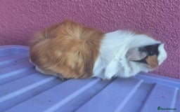 Guinea Pig rodents for sale: 3 female guineapigs and hutch - Image 2