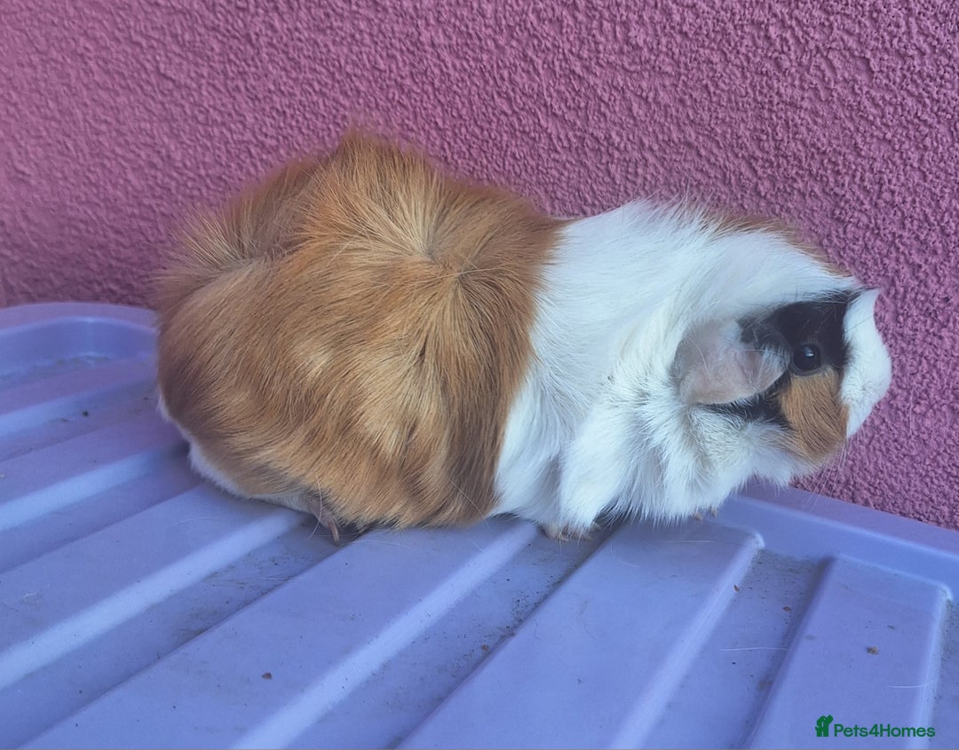 Guinea Pig rodents for sale: 3 female guineapigs and hutch - Image 2