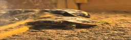 Hermann Tortoise reptiles for sale:  Herman Tortoises  in Milton Keynes - Advert 7