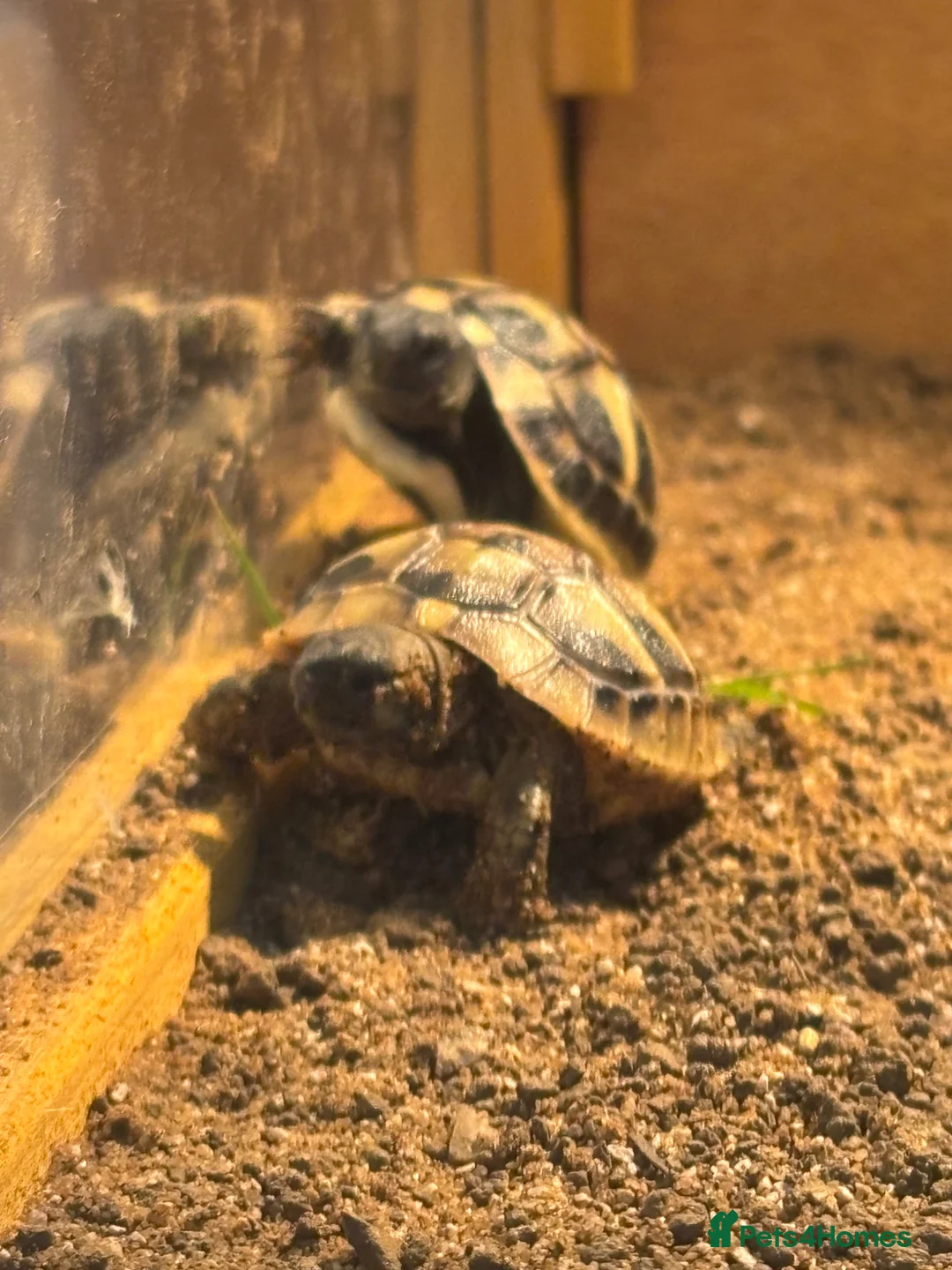 Hermann Tortoise reptiles for sale:  Herman Tortoises  in Milton Keynes - Advert 7