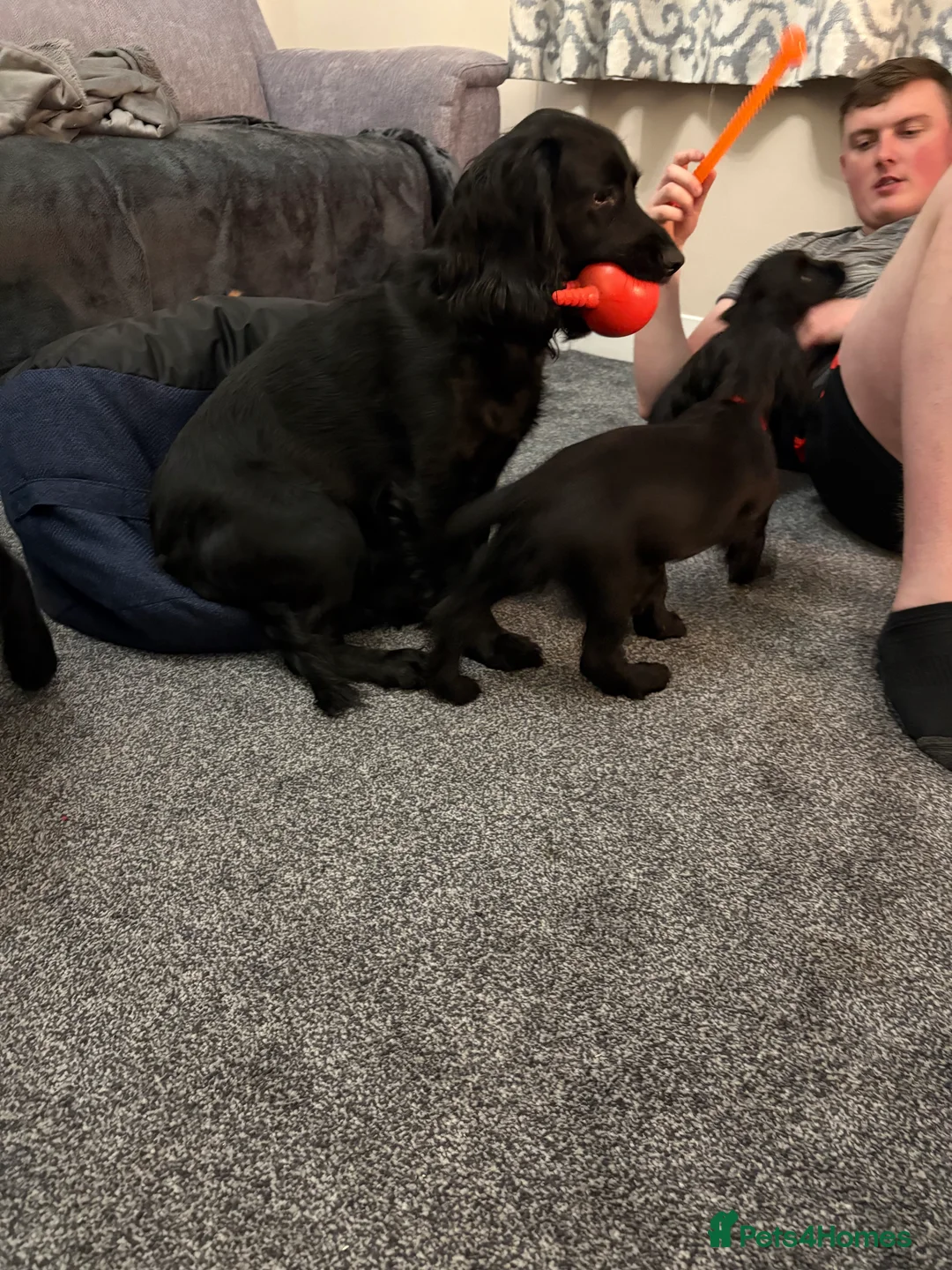 Cocker Spaniel dogs for sale: One Male Black & White Male One Black Female Pup - Advert 1