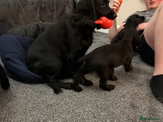 Cocker Spaniel dogs One Male Black & White Male One Black Female Pup - Advert 1