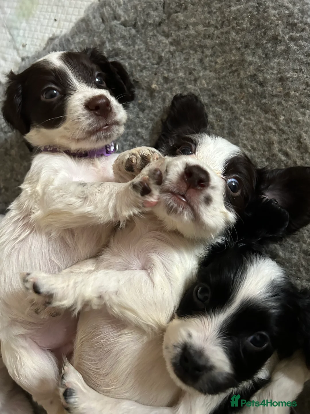 Cocker Spaniel dogs for sale: Cocker spaniel pups - Advert 2