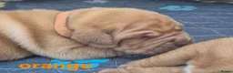 Dogue De Bordeaux dogs for sale: KC Registered Dogue de Bordeaux Puppies-Champion  - Advert 35