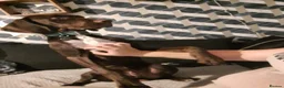 Mixed Breed dogs for sale: Male weimaraner x springer  in Cromer - Advert 3