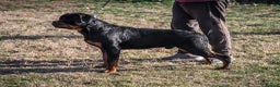 Rottweiler dogs for stud: ABSOLUTELY BEAUTIFUL KC Health Tested *FOR STUD* in Mansfield - Advert 10