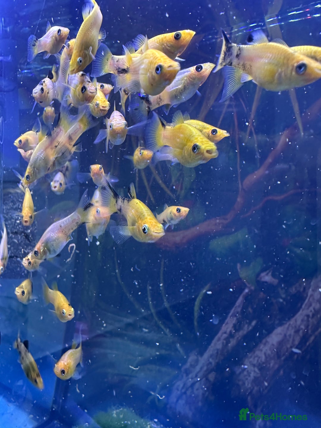 Other/Mixed Breed fish for sale:  Gold/Calico Lyretail Molly + Blue Texas Cichlid - Advert 2