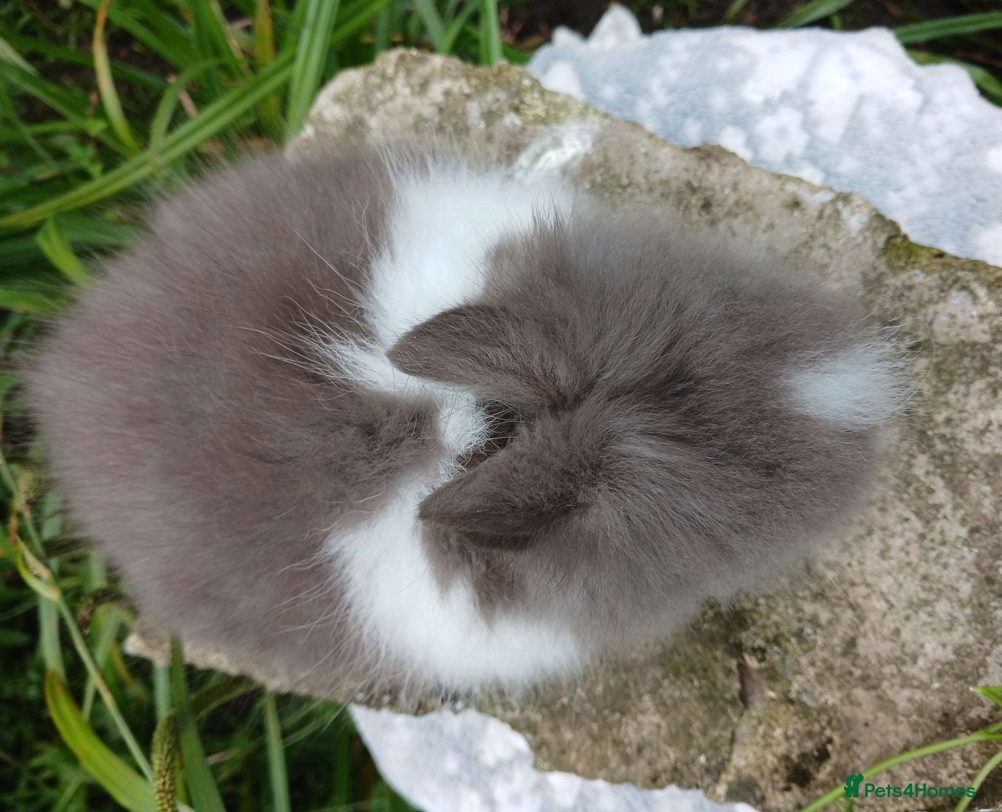 Lionhead rabbits for sale: Stunning DM Lionhead baby rabbits - Advert 2