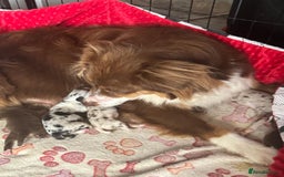 Australian Shepherd dogs for sale: Beautiful Australian Shepherd KC registration🥰 - Image 26