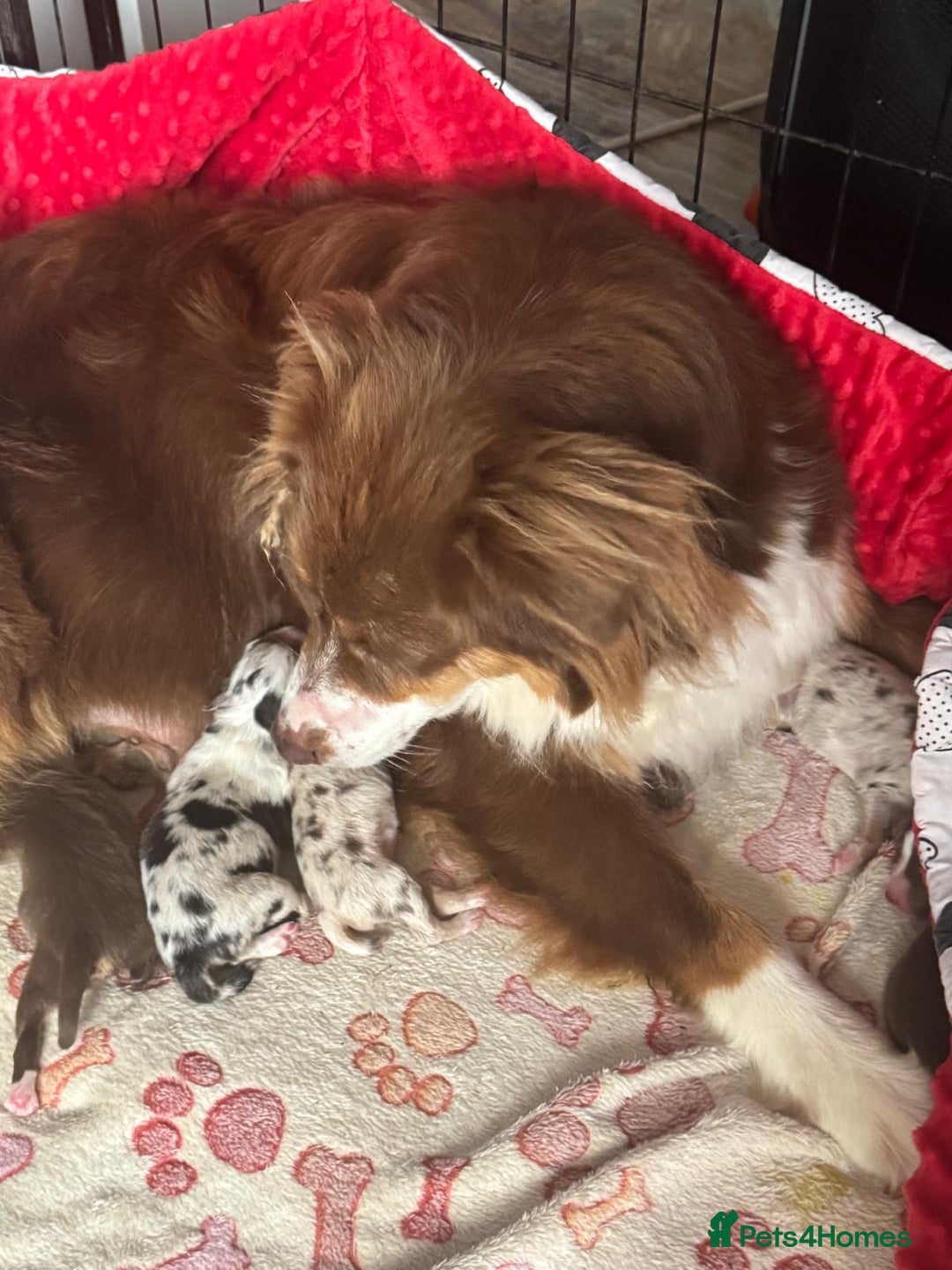 Australian Shepherd dogs for sale: Beautiful Australian Shepherd KC registration🥰 - Image 26