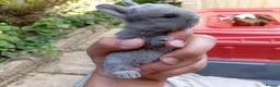 Mixed Breed rabbits for sale: Dutch x Netherland dwarf kits + 2lionhead females - Advert 9
