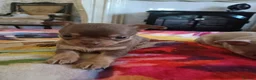 Chihuahua dogs for sale: Exquisite Tiny Chihuahua puppies.  - Advert 6
