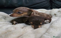Miniature Dachshund dogs for sale: Miniature dachshunds  - Image 8