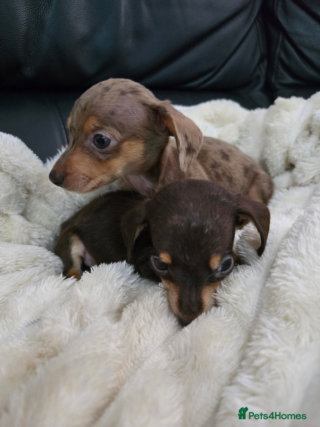 Miniature Dachshund dogs for sale: Miniature dachshunds  - Image 8