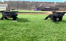 Staffordshire Bull Terrier dogs for sale: Stunning Staffordshire Bull Terrier pups   in Farnborough - Image 8