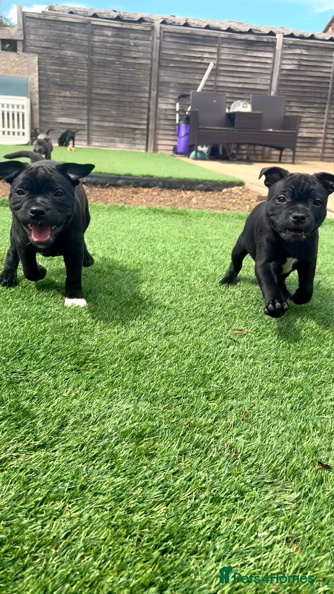 Staffordshire Bull Terrier dogs for sale: Stunning Staffordshire Bull Terrier pups   in Farnborough - Image 8