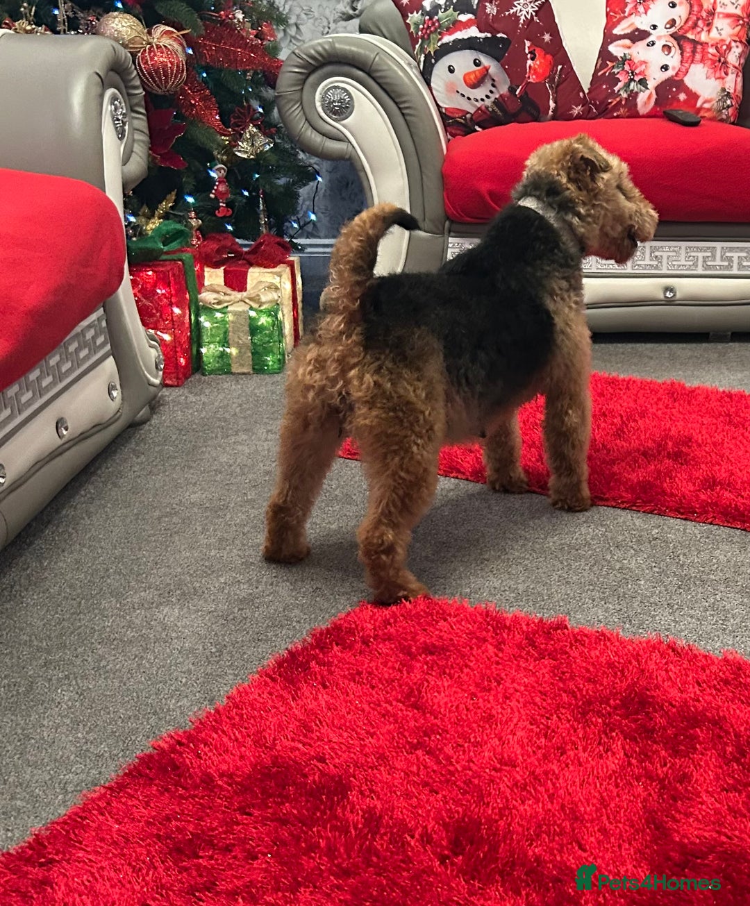 Welsh Terrier dogs for sale: Gorgeous Welshie Puppies - Advert 5