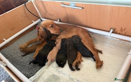 Cocker Spaniel dogs for sale: Beautiful Cocker Spaniel Litter  - Advert 16
