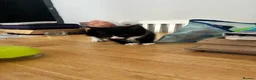 Mixed Breed cats for sale: 2 Female Kittens  in Reading - Advert 6