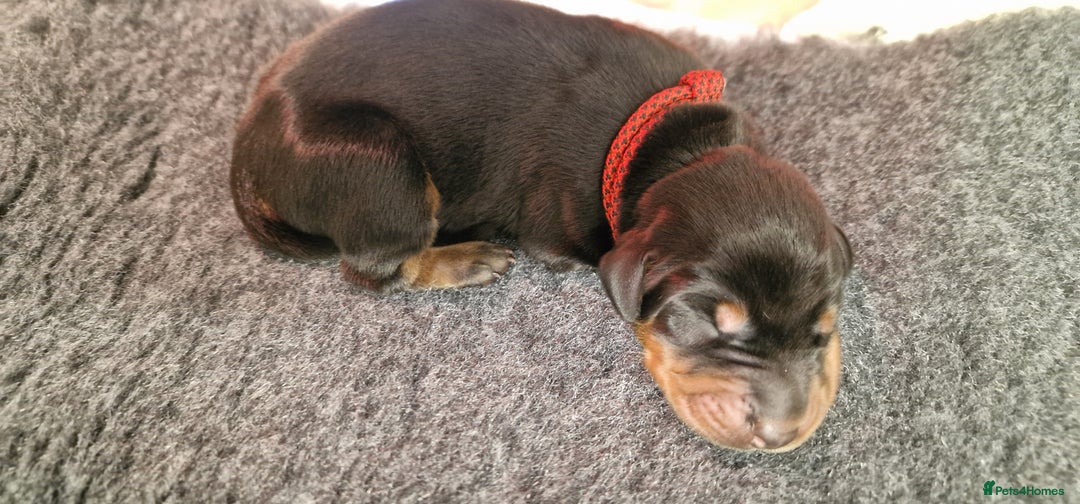 Dobermann dogs for sale: Top line doberman puppies - Image 16