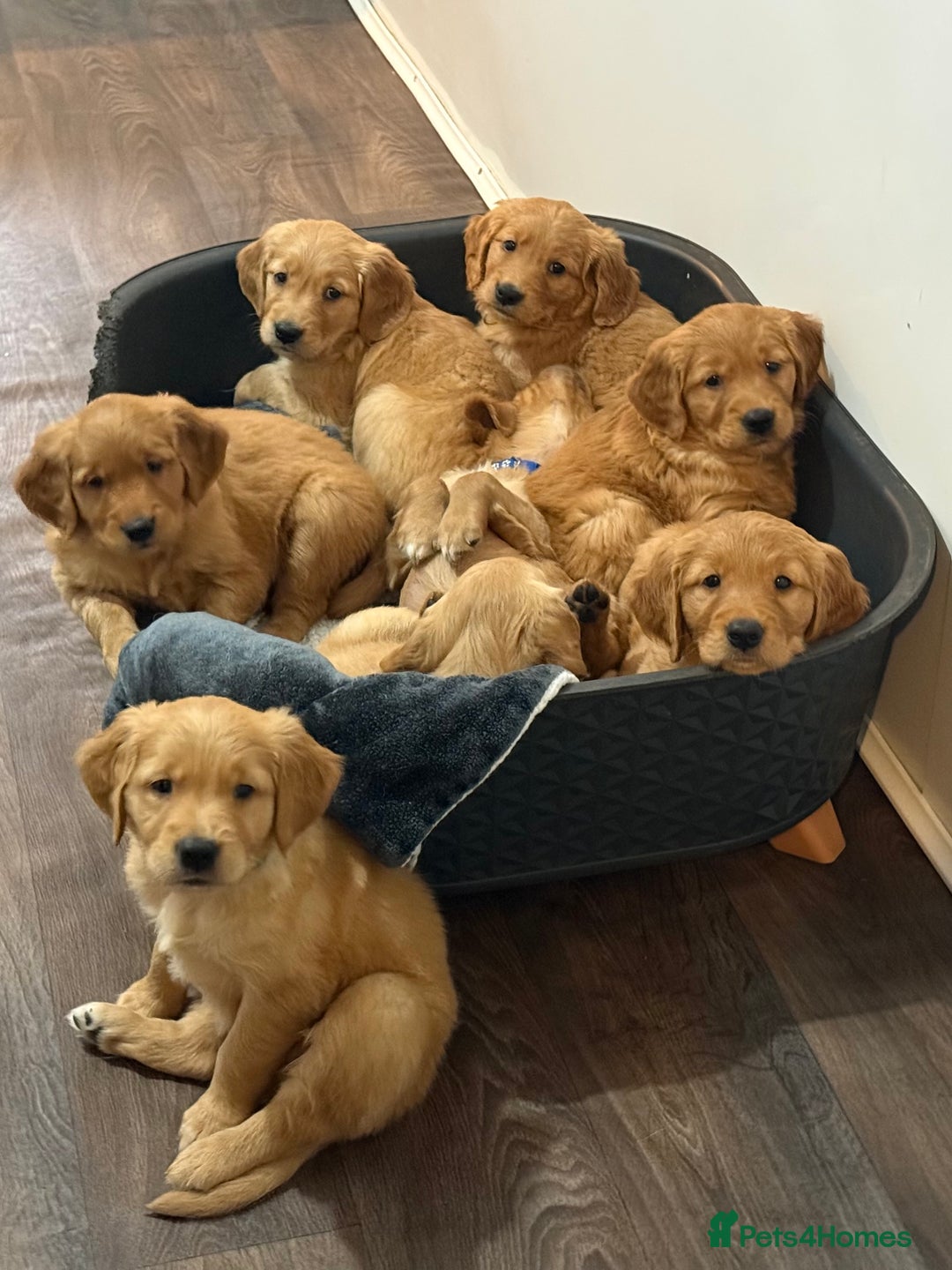 Golden Retriever dogs for sale: Dark Red Golden Retriever Pups Ready 1st November - Image 27