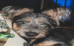 Mixed Breed dogs for sale: German shepherd terrier  - Image 3