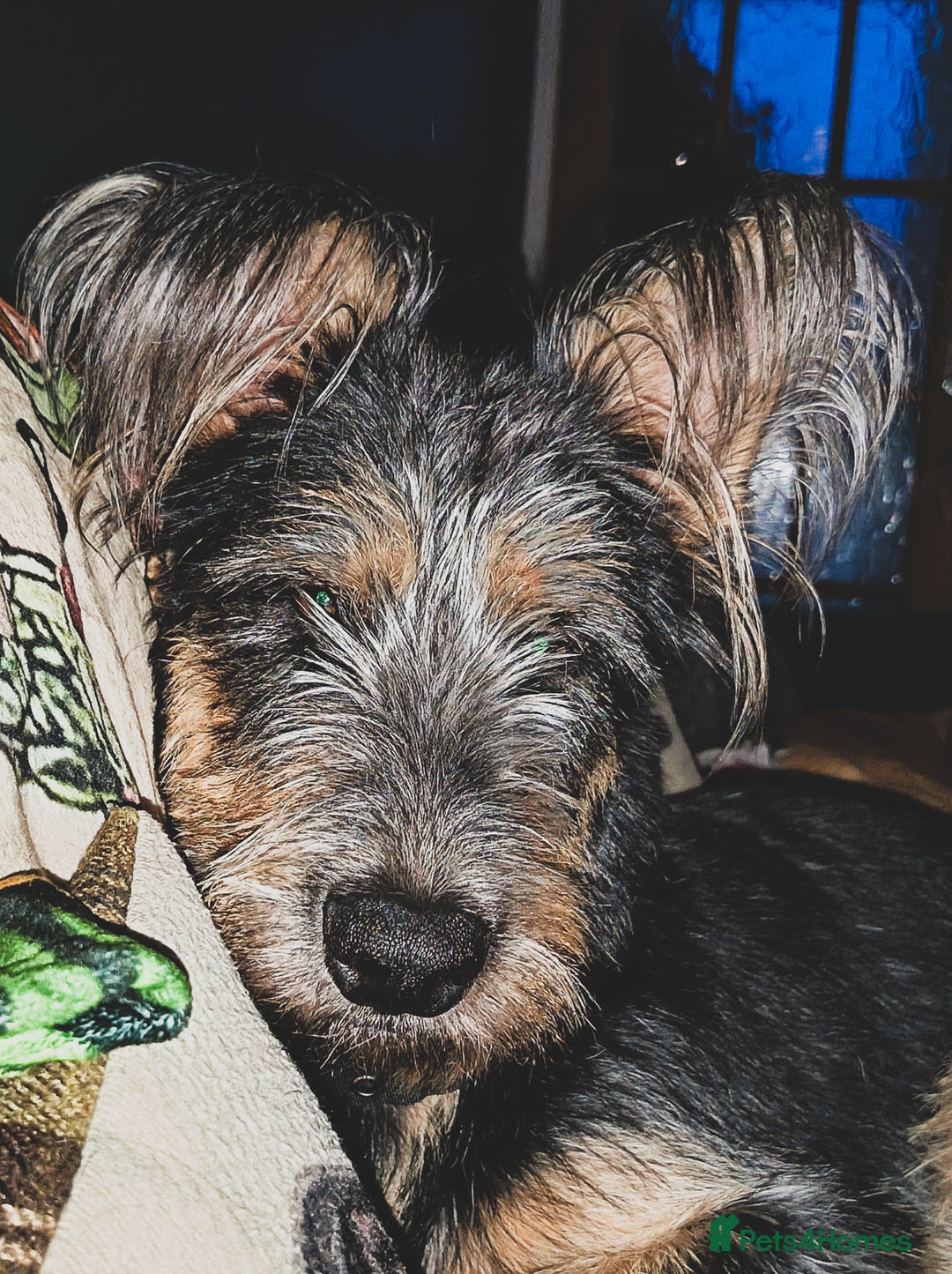 Mixed Breed dogs for sale: German shepherd terrier  - Image 3