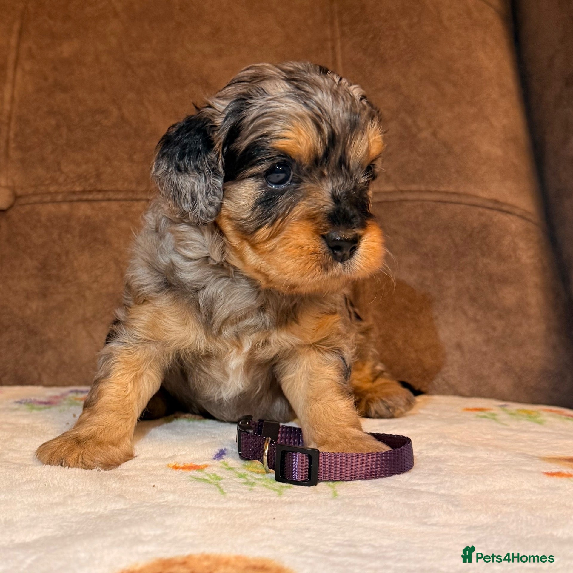Mixed Breed dogs Merle Toy Cavapoochon’s ❤️🐾 - Advert 2
