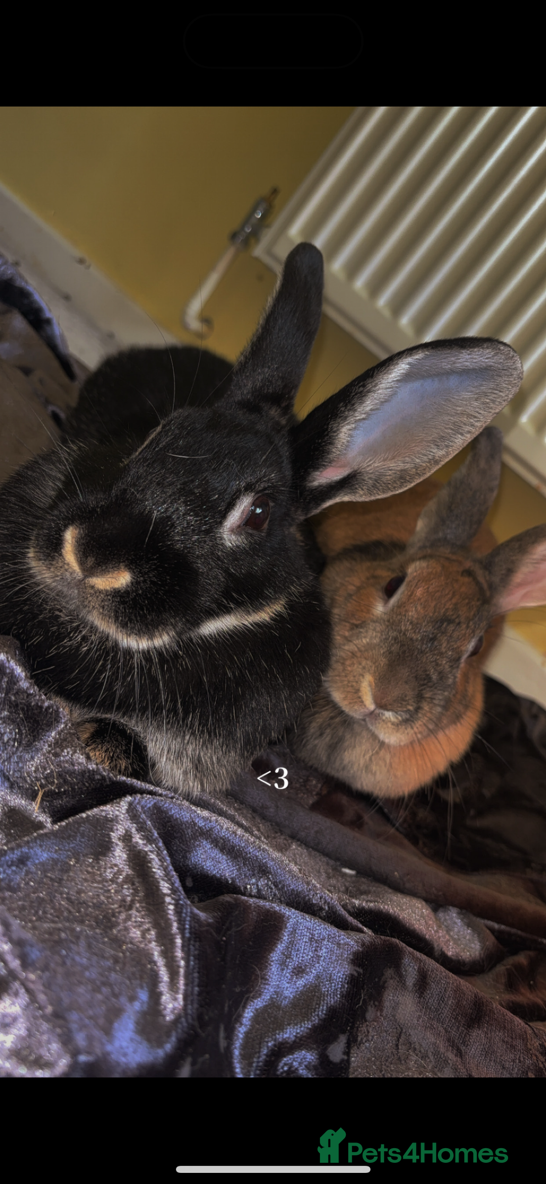 Mixed Breed rabbits for sale: Silver back rabbits - Image 2