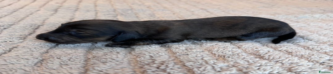 Miniature Dachshund Puppy 4
