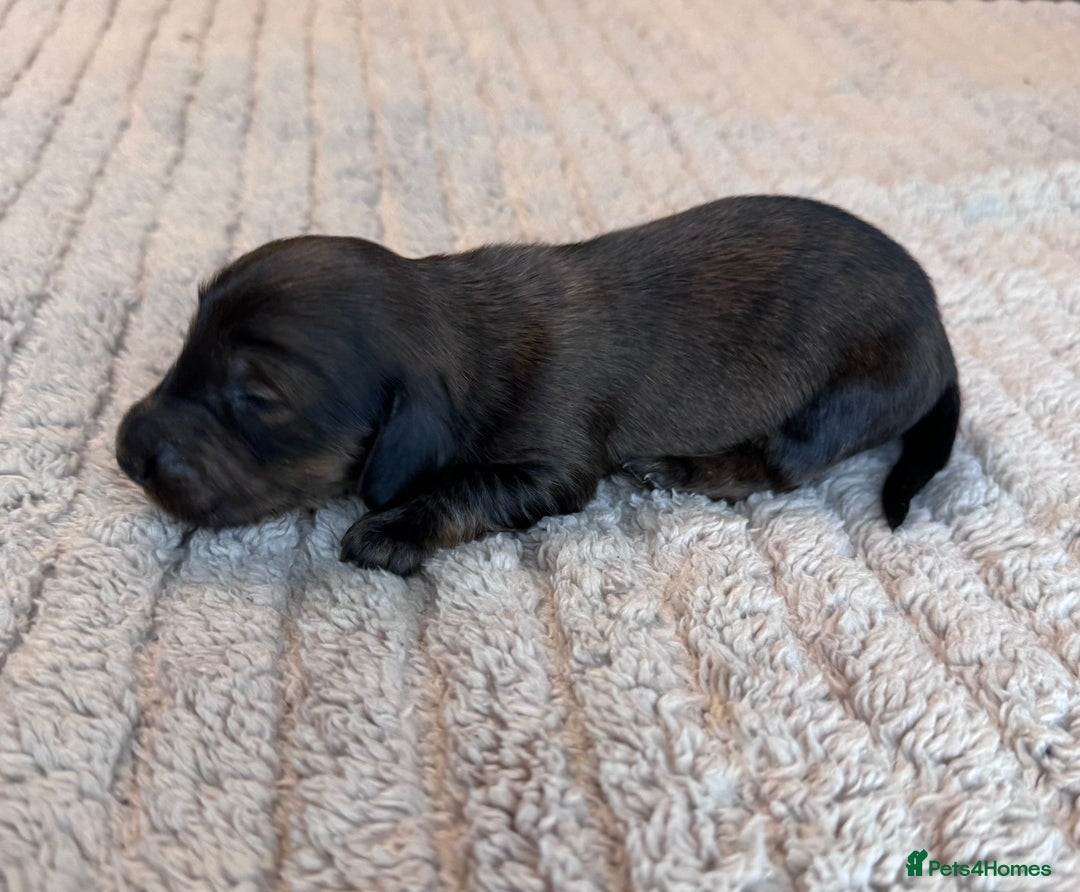 Miniature Dachshund dogs for sale: Miniature long-haired dachshunds - Image 11